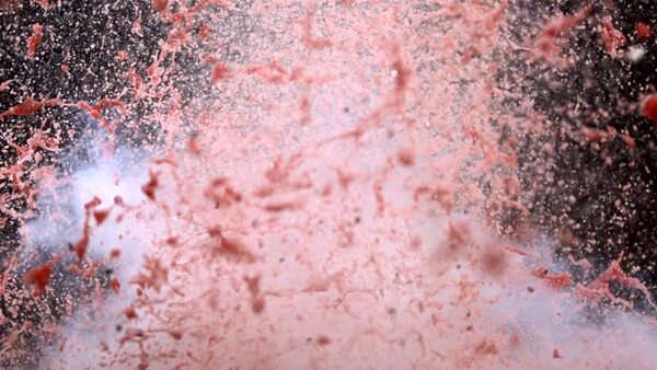 核桃苗果树批发装